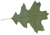 Black Oak Leaf