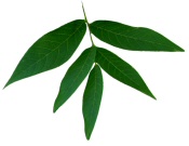 Black Walnut Leaf