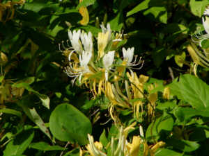 Japanese Honeysuckle