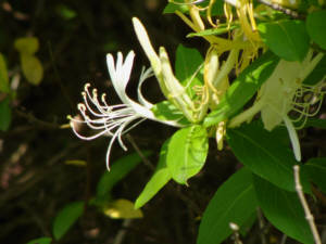 Japanese Honeysuckle