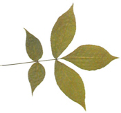 Pignut Hickory Leaf