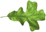 PostOak Leaf