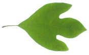 Sassafras Leaf