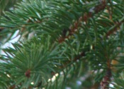 Tigertail Spruce Leaf