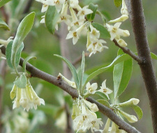 Autumn Olive Flower