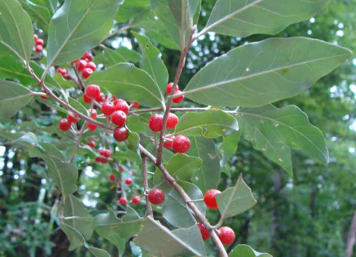 Autumn Olive Fruit