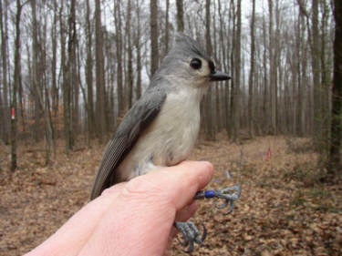 Titmouse