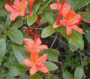 Cumberland Rhododendrum