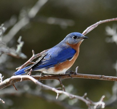 Baltimore Oriole  State of Tennessee, Wildlife Resources Agency