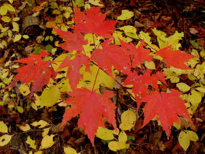 Red Maple