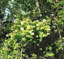 Japanese Honeysuckle