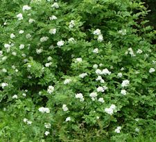 Multiflora Rose