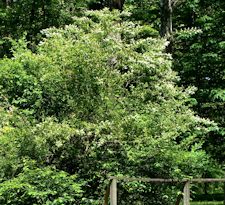 Chinese Privet