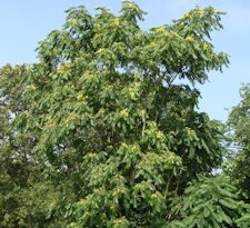 Tree-of-Heaven