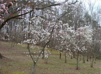 Magnolia Lower Planting