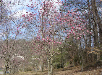 Magnolia Upper Planting