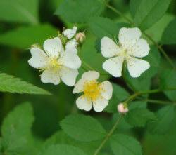 Multiflora Rose