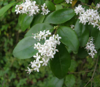 Privet Blossoms