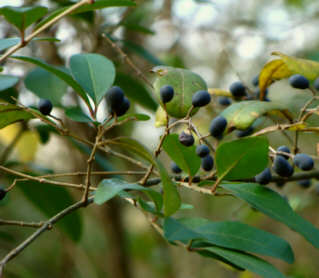 Privet Fruit