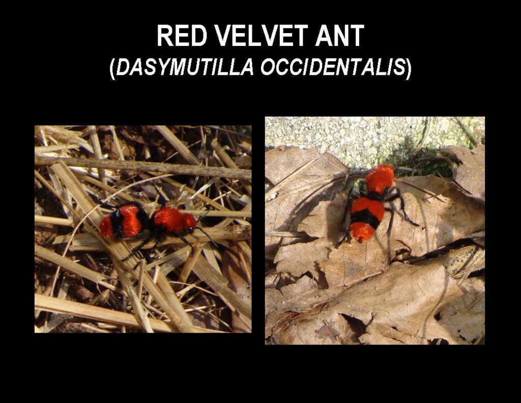 Red Velvet Ant