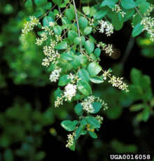 Urban Chinese Privet