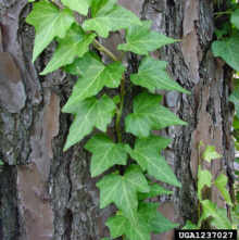 Urban English Ivy