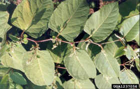 Urban Japanese Knotweed