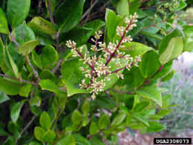 Urban Japanese Privet