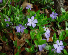 Urban Common Periwinkle