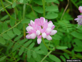 Urban Crownvetch