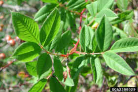 Urban Multiflora Rose