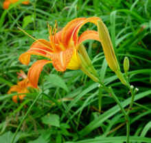 Urban Orange Daylily