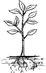 urbanroot