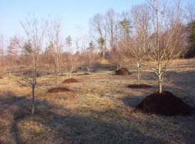 Urban Tree Mulching