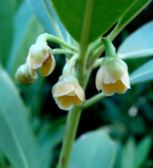 Yellowanise Flowers