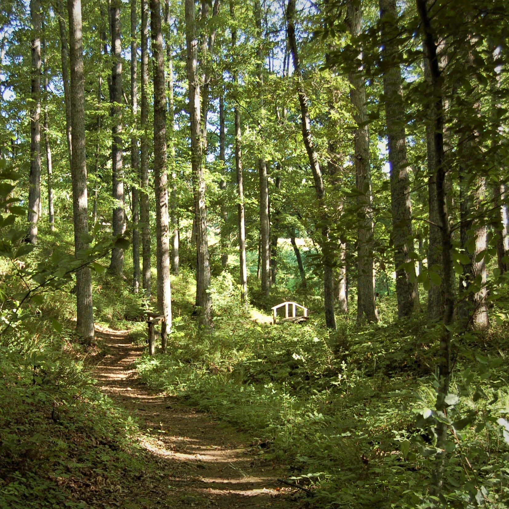 Arboretum Cover Tree Walk 