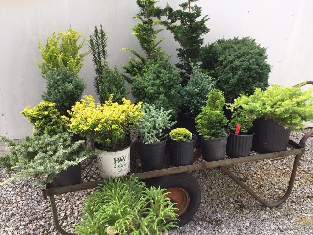 Plant Sale