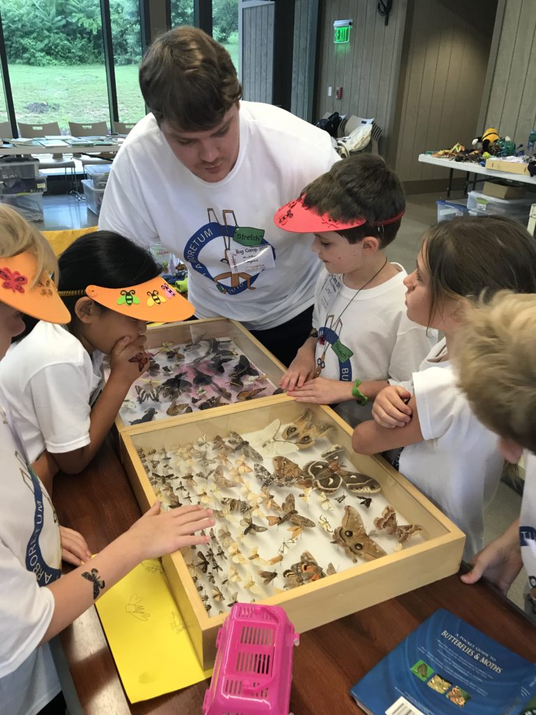 Campers looking at displays moth and butterfly collections