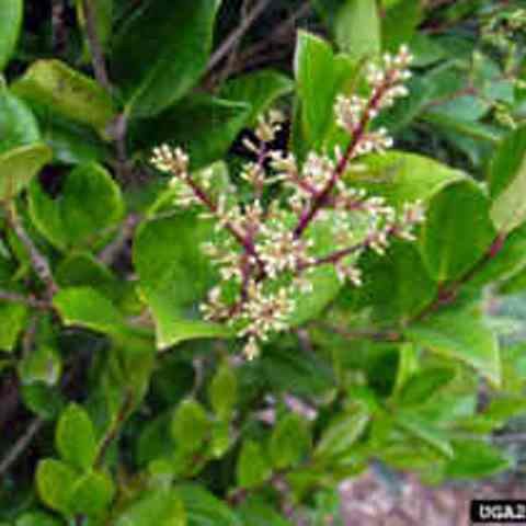 Japanese Privet 