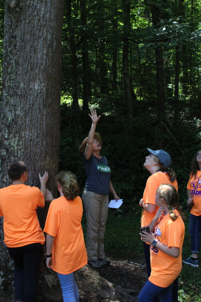 School grouping looking up at tree