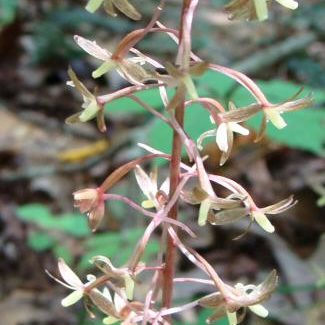 Cranefly Orchid 