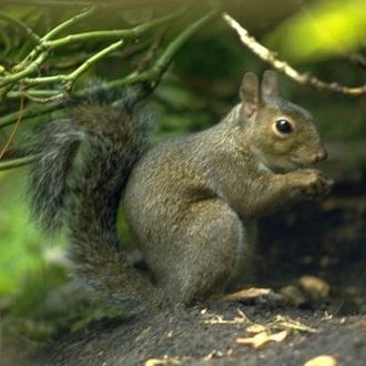 Squrrel 