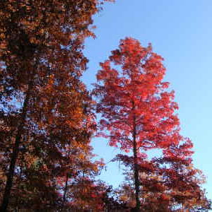 Scarlet Oak 