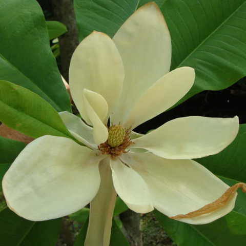 Magnolia Tripetala 