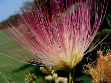 Mimosa Flower