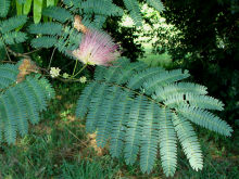 Mimosa Leaves