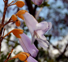 Paulownia Flowers