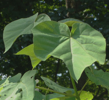 Paulownia Leaf