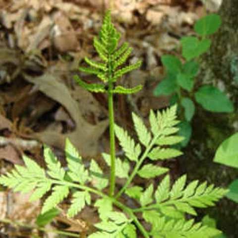 Rattle Snake Fern 