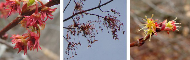 Red Maple blooms Web